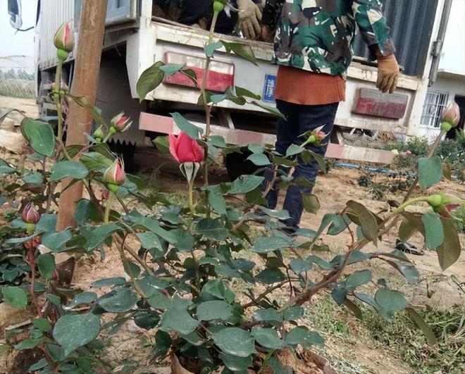 1棵都不行!2024年云南青年租车上山采“倒钩刺”被当场堵获(图7)