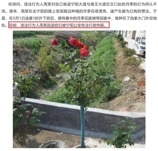 1棵都不行!2024年云南青年租车上山采“倒钩刺”被当场堵获(图8)