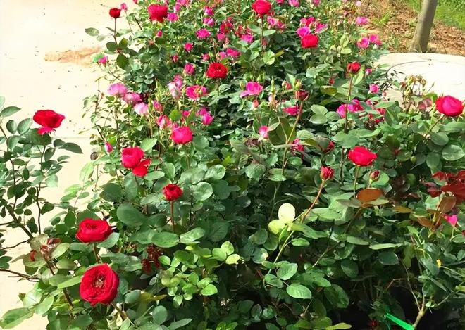 1棵都不行!2024年云南青年租车上山采“倒钩刺”被当场堵获(图6)