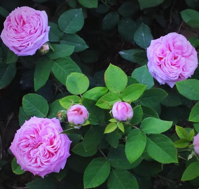 1棵都不行!2024年云南青年租车上山采“倒钩刺”被当场堵获(图14)