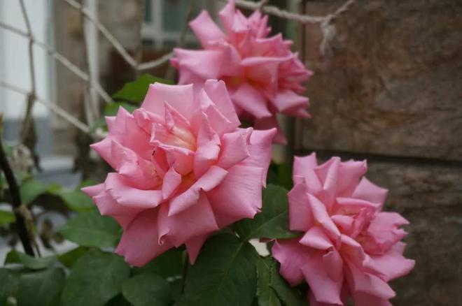 1棵都不行!2024年云南青年租车上山采“倒钩刺”被当场堵获(图17)