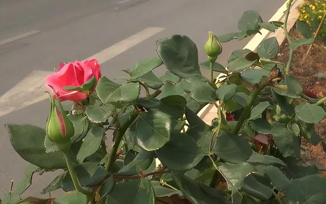 1棵都不行!2024年云南青年租车上山采“倒钩刺”被当场堵获(图13)