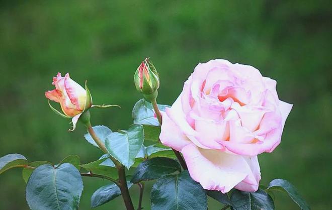 1棵都不行!2024年云南青年租车上山采“倒钩刺”被当场堵获(图18)