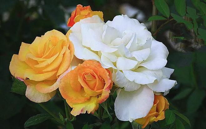 1棵都不行!2024年云南青年租车上山采“倒钩刺”被当场堵获(图20)