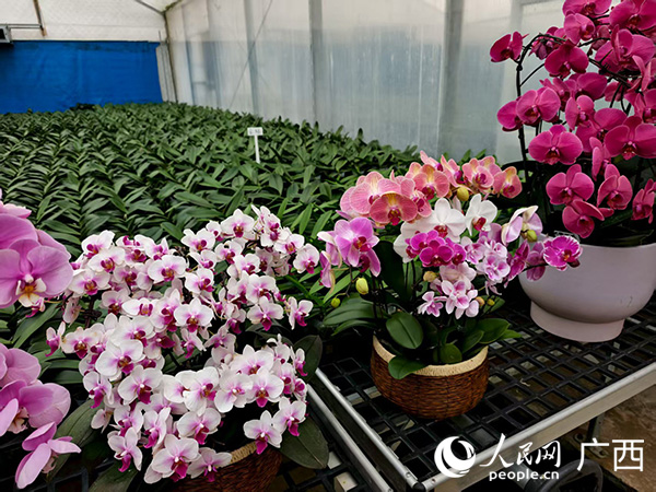 人大助力添动能上林粤桂协作花卉产业园绽放生态产业新活力(图1)