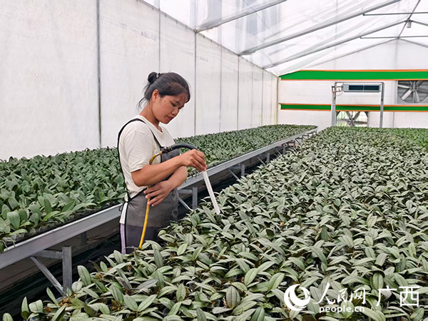 人大助力添动能上林粤桂协作花卉产业园绽放生态产业新活力(图2)