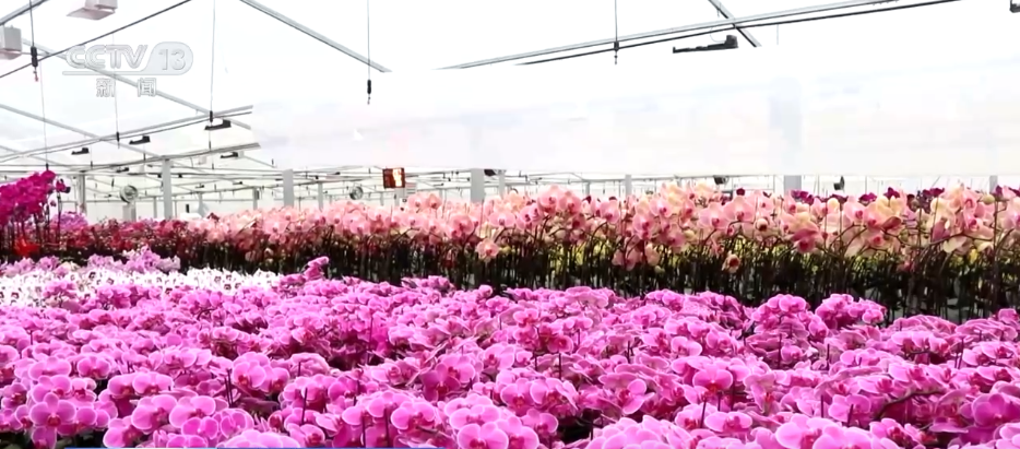 “菜篮子”量足价稳、鲜花市场备货忙各地多举措保障节日市场供应(图4)