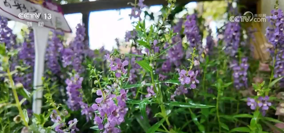 “菜篮子”量足价稳、鲜花市场备货忙各地多举措保障节日市场供应(图5)