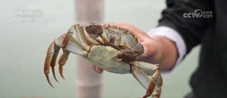 “菜篮子”量足价稳、鲜花市场备货忙各地多举措保障节日市场供应(图7)