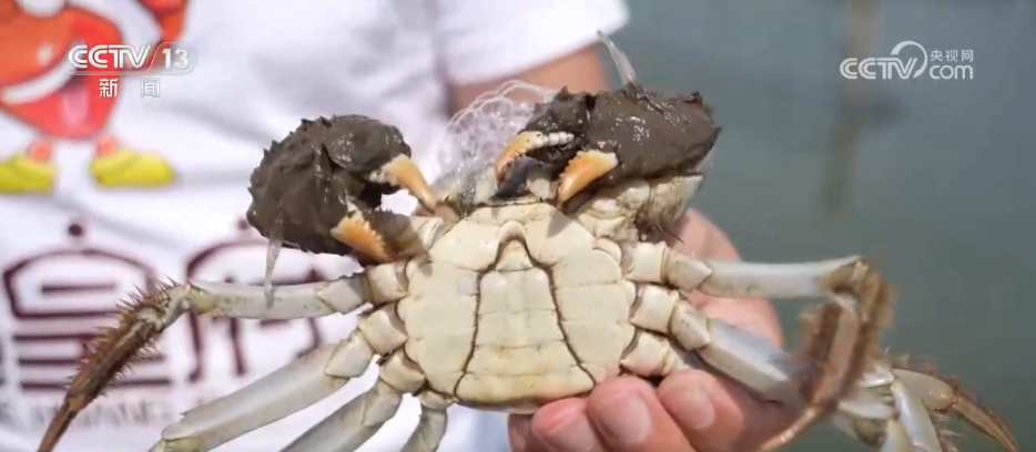 “菜篮子”量足价稳、鲜花市场备货忙各地多举措保障节日市场供应(图8)