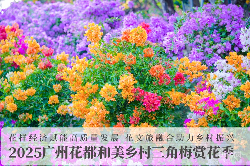 2025广州花都和美乡村三角梅赏花季活动开幕(图2)