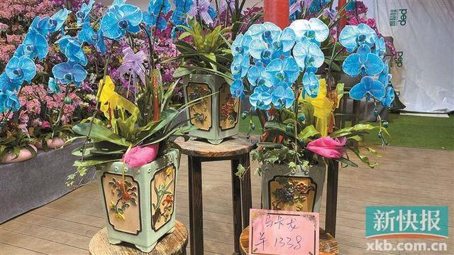 年花销售进入旺季传统年花出口高峰到来(图2)