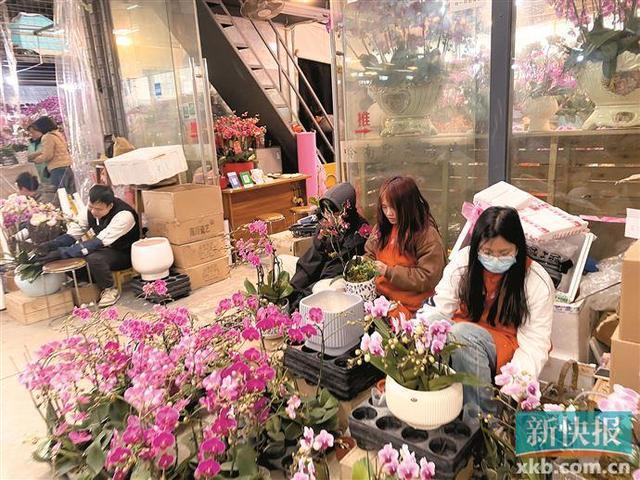 年花销售进入旺季传统年花出口高峰到来(图3)