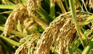 中国花卉艺术行业市场发展现状2023(图3)