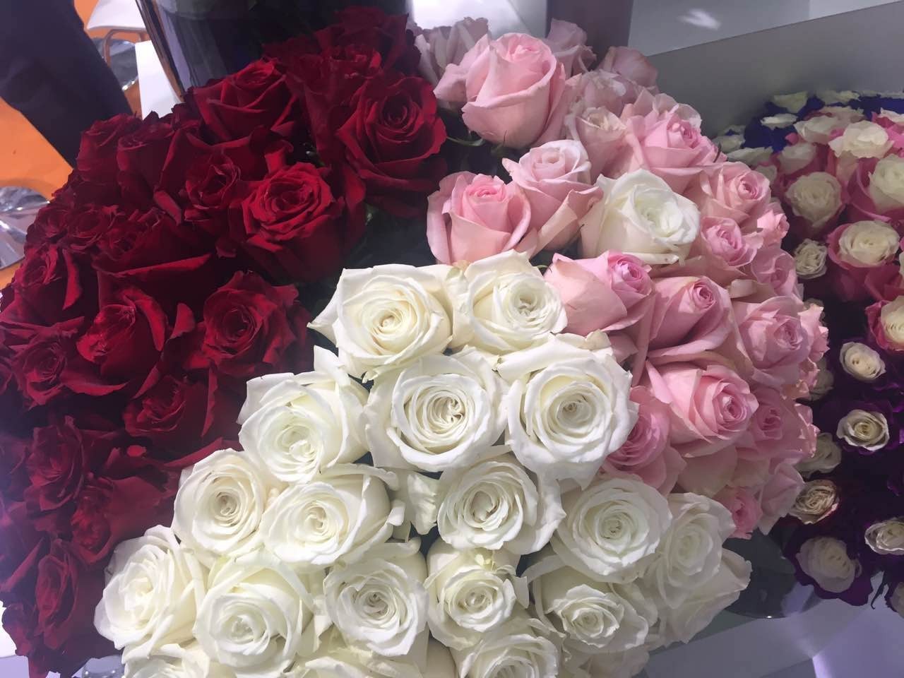 厄瓜多尔花卉出口繁花似锦“玫瑰皇后”、满天星绽放中国国际花卉园艺展(图5)