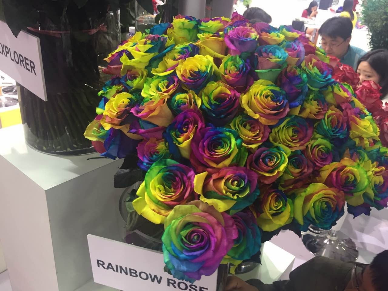 厄瓜多尔花卉出口繁花似锦“玫瑰皇后”、满天星绽放中国国际花卉园艺展(图6)