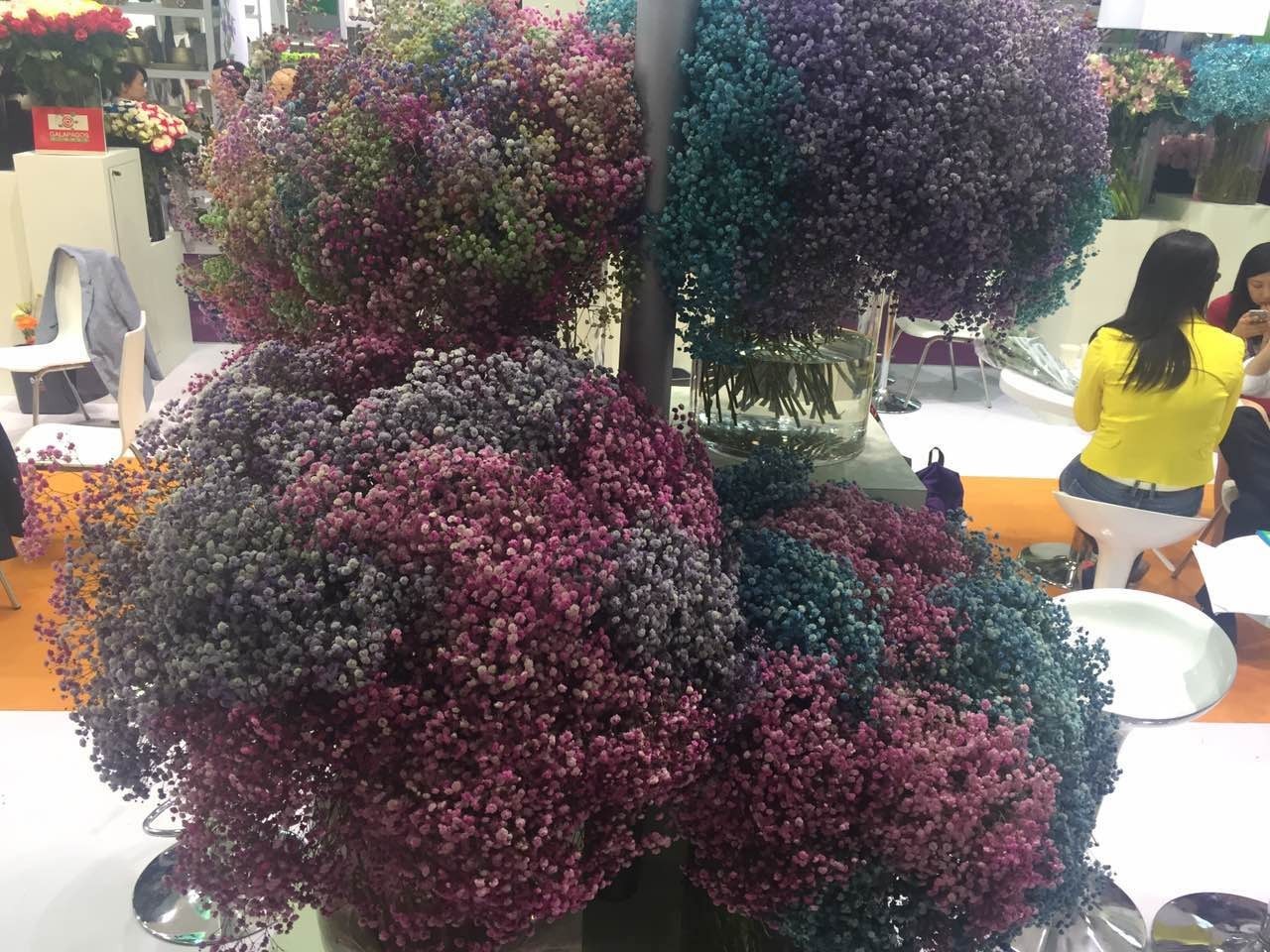 厄瓜多尔花卉出口繁花似锦“玫瑰皇后”、满天星绽放中国国际花卉园艺展(图4)