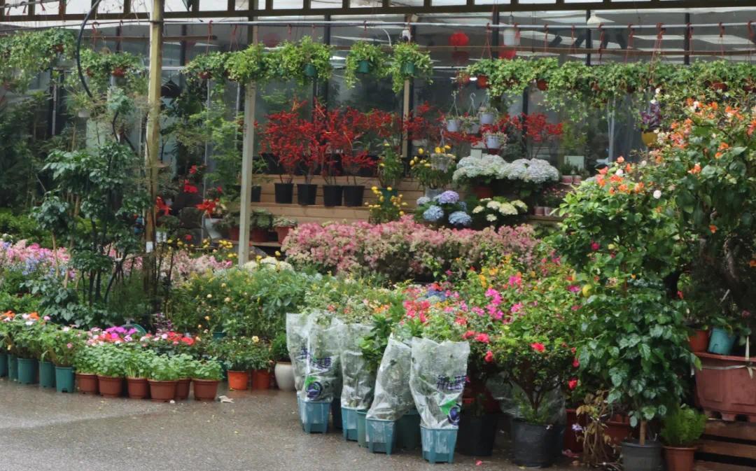 从办公室绿植到祭扫彩菊：长沙“春花经济”开出新场景(图1)