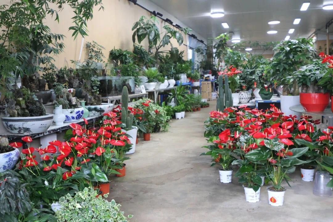从办公室绿植到祭扫彩菊：长沙“春花经济”开出新场景(图2)