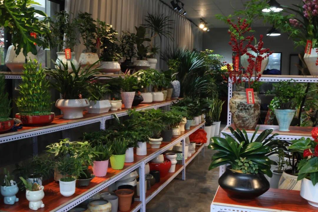 从办公室绿植到祭扫彩菊：长沙“春花经济”开出新场景(图3)