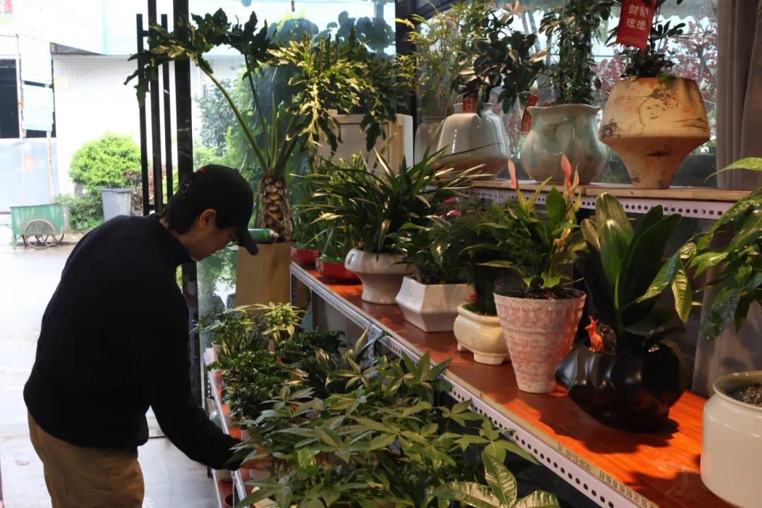 从办公室绿植到祭扫彩菊：长沙“春花经济”开出新场景(图4)