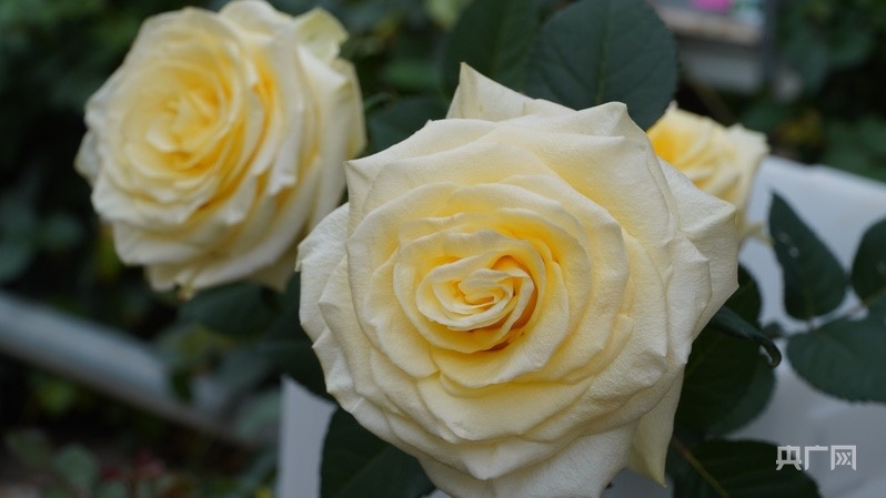 1—2月斗南花卉交易额达2222亿元三个自主育种月季新品种即将投放市场(图2)