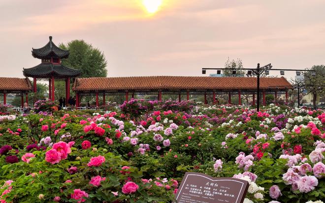 一朵花激活一座城新京报评论(图1)