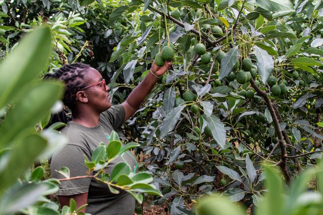 对话非洲“零关税”来了这波机遇到底有多大？(图4)