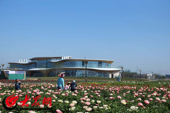 恒丰银行“贷”动致富花护航吉尼斯最大牡丹园芍药产业腾飞_焦点新闻_大众网(图1)