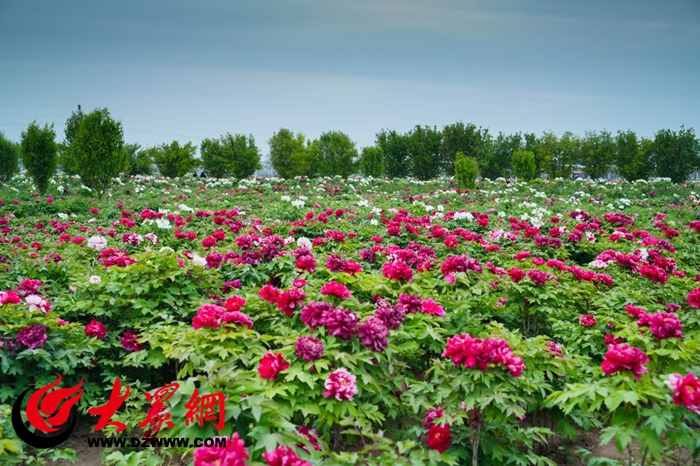 恒丰银行“贷”动致富花护航吉尼斯最大牡丹园芍药产业腾飞_焦点新闻_大众网(图2)