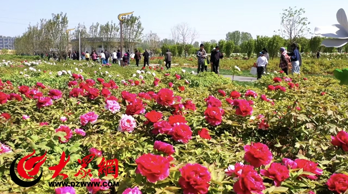 恒丰银行“贷”动致富花护航吉尼斯最大牡丹园芍药产业腾飞_焦点新闻_大众网(图3)