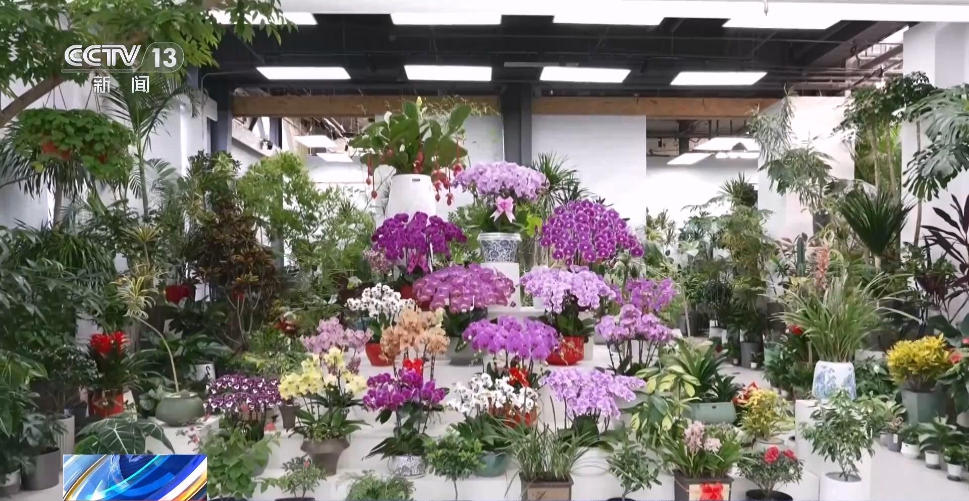 全年銷售額將破2000億我國賣出的花可繞地球多少圈？(图9)