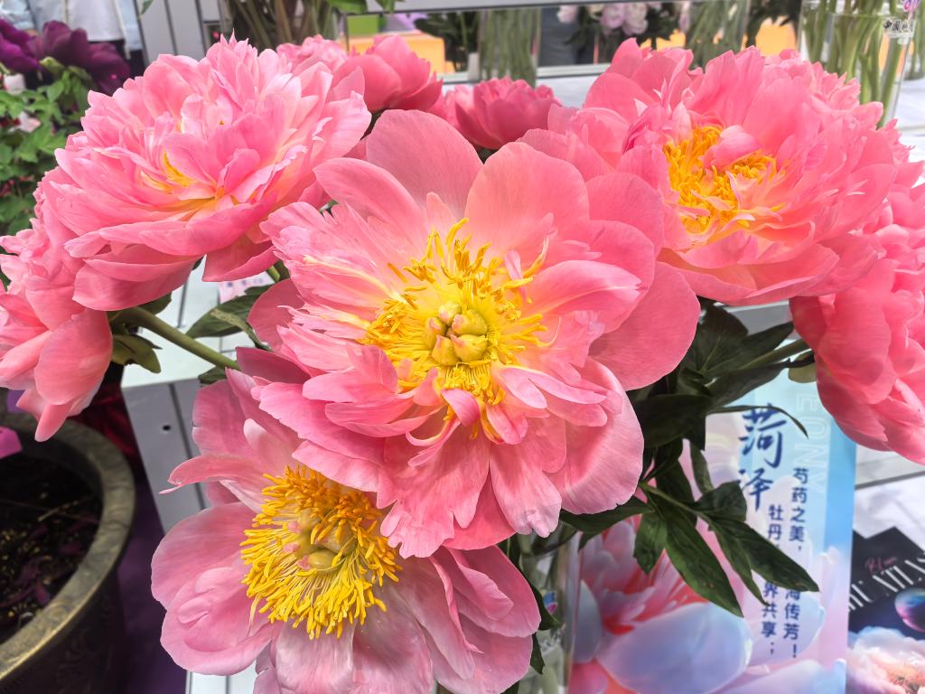 搬上云端鲜花经济迎绽放(图1)