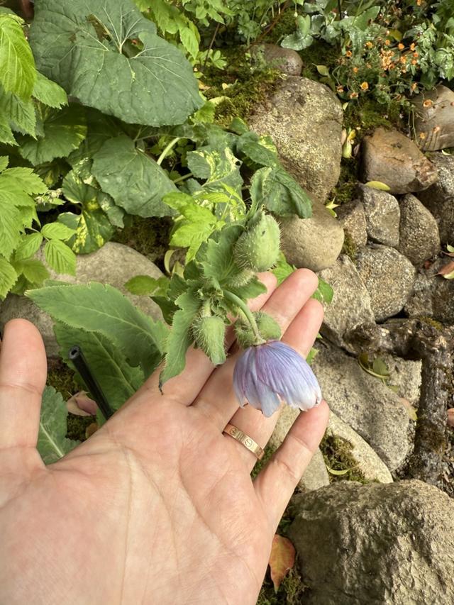 对线个故事带你听懂“自然的语言”(图3)