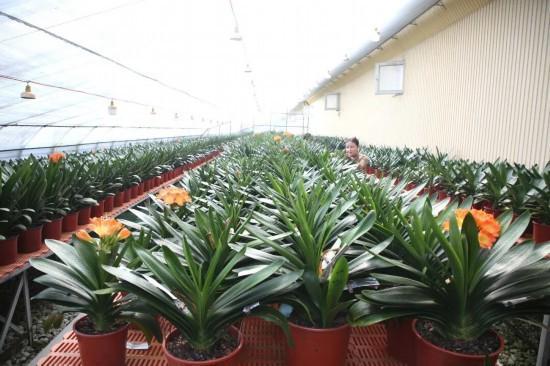 花香满岭城产业融长春公主岭花卉特色产业绘就乡村振兴新图景(图3)