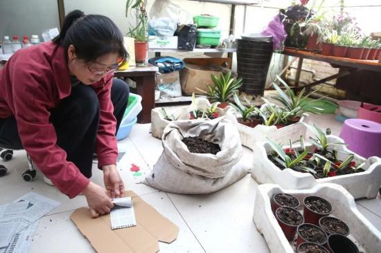 花香满岭城产业融长春公主岭花卉特色产业绘就乡村振兴新图景(图4)