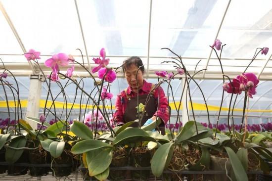 花香满岭城产业融长春公主岭花卉特色产业绘就乡村振兴新图景(图2)