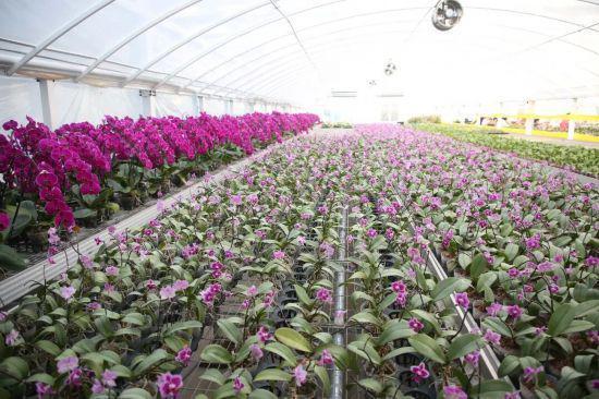 花香满岭城产业融长春公主岭花卉特色产业绘就乡村振兴新图景(图1)